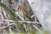 Tropical Screech-owl, Chapada Diamantina, Bahia, Brazil, October 2008 - click for larger image