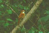 Great Xenops, Jaborandi, Bahia, Brazil, February 2002 - click for larger image