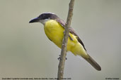 Boat-billed  Flycatcher, Serra de Baturité, Ceará, Brazil, October 2008 - click for larger image