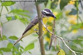 Boat-billed Flycatcher, Serra de Baturité, Ceará, Brazil, October 2008 - click for larger image