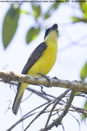 Boat-billed  Flycatcher, Camacã, Bahia, Brazil, November 2008 - click for larger image