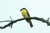 Boat-billed Flycatcher, Janu&aacute;ria, Minas Gerais, Brazil, February 2002 - click for larger image