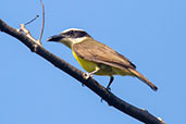 Boat-billed  Flycatcher, Tarapoto, San Martin, Peru, September 2018 - click for larger image