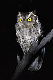 Peruvian Screech-owl, Chaparri, Lambayeque, Peru, October 2018 - click for larger image