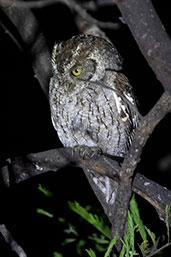 Peruvian Screech-owl, Chaparri, Lambayeque, Peru, October 2018 - click for larger image