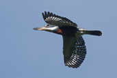 Ringed Kingfisher, Otún- Quimbaya, Risaralda, Colombia, April 2012 - click for a larger image