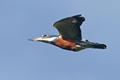 Ringed Kingfisher, Otún- Quimbaya, Risaralda, Colombia, April 2012 - click for a larger image