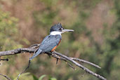Ringed Kingfisher, Chaparri, Lambayeque, Peru, October 2018 - click for a larger image