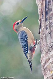 Golden-fronted Woodpecker, Tikal, Guatemala, March 2015 - click for larger image