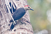 Golden-fronted Woodpecker, Tikal, Guatemala, March 2015 - click for larger image