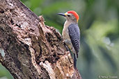 Golden-fronted Woodpecker, Pico Bonito, Honduras, March 2015 - click for larger image