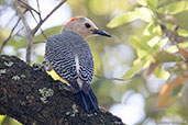 Golden-fronted Woodpecker, Roatan, Honduras, March 2015 - click for larger image