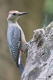 Golden-fronted Woodpecker, Roatan, Honduras, March 2015 - click for larger image