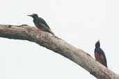 Yellow-tufted Woodpecker, São Gabriel da Cachoeira, Amazonas, Brazil, August 2004 - click for larger image