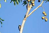 Yellow-tufted Woodpecker, Wildsumaco Lodge, Napo, Ecuador, November 2019 - click for larger image
