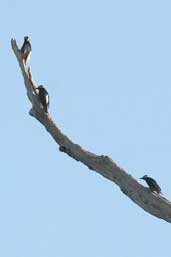 Male Yellow-tufted Woodpecker, Vila Bela da Santissima Trindade, Brazil, March 2003 - click for larger image