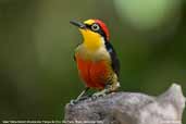 Male Yellow-fronted Woodpecker, Parque de Zizo, São Paulo, Brazil, November 2006 - click for larger image