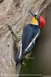 Male Yellow-fronted Woodpecker, Parque de Zizo, São Paulo, Brazil, November 2006 - click for larger image