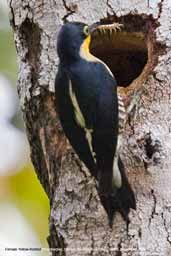 Female Yellow-fronted Woodpecker, Parque de Zizo, São Paulo, Brazil, November 2006 - click for larger image