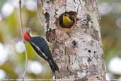 Male & Female Yellow-fronted Woodpecker, Parque de Zizo, São Paulo, Brazil, November 2006 - click for larger image