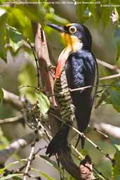 Female Yellow-fronted Woodpecker, Parque de Zizo, São Paulo, Brazil, November 2006 - click for larger image