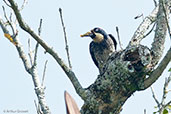 Acorn Woodpecker, Los Cerritos, Risaralda, Colombia, April 2012 - click for larger image