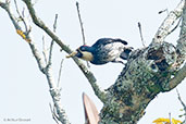 Acorn Woodpecker, Los Cerritos, Risaralda, Colombia, April 2012 - click for larger image
