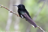 Black Jacobin, Itatiaia, Rio de Janeiro, Brazil, November 2008 - click for larger image