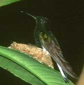 Black Jacobin, Ubatuba, Brazil, February 2002 - click for larger image