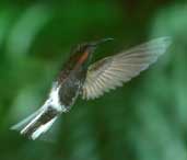 Immature Black Jacobin, Ubatuba, Brazil, February 2002 - click for larger image