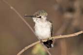 Female Bee Hummingbird, Bermejas, Zapata Swamp, Cuba, February 2005 - click on image for a larger view