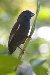 Cuban Bullfinch Soplillar, Zapata Swamp, Cuba, February 2005 - click on image for a larger view