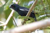 Cuban Bullfinch Soplillar, Zapata Swamp, Cuba, February 2005 - click on image for a larger view