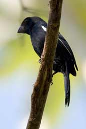 Cuban Bullfinch Soplillar, Zapata Swamp, Cuba, February 2005 - click on image for a larger view