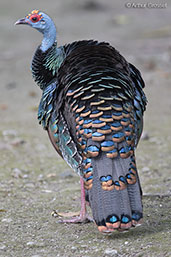 Ocellated Turkey, Tikal, Guatemala, March 2015 - click for larger image