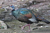 Ocellated Turkey, Tikal, Guatemala, March 2015 - click for larger image