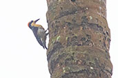 Black-cheeked Woodpecker, Rio Silanche, Pichincha, Ecuador, November 2019 - click for larger image