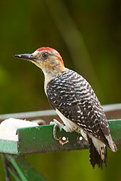 Male Red-crowned Woodpecker, Los Cerritos, Risaralda, Colombia, April 2012 - click for larger image