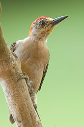 Male Red-crowned Woodpecker, Los Cerritos, Risaralda, Colombia, April 2012 - click for larger image