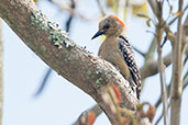 Female Red-crowned Woodpecker, Los Cerritos, Risaralda, Colombia, April 2012 - click for larger image