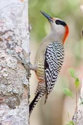 Male West Indian Woodpecker, Cuba, February 2005 - click for larger image