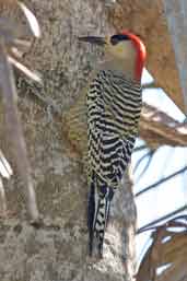 Male West Indian Woodpecker, Cuba, February 2005 - click for larger image