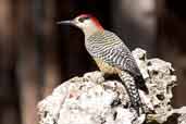 Male West Indian Woodpecker, Cuba, February 2005 - click for larger image
