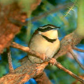 Collared Crescentchest, Emas, Goi&aacute;s, Brazil, April 2001 - click for larger image
