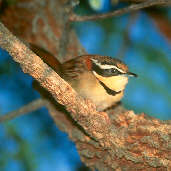 Collared Crescentchest, Emas, Goiás, Brazil, April 2001 - click for larger image