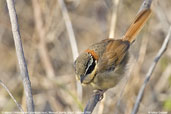 Collared Crescentchest, Mucugê, Bahia, Brazil, October 2008 - click for larger image