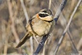 Collared Crescentchest, Mucugê, Bahia, Brazil, October 2008 - click for larger image