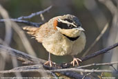 Collared Crescentchest, Mucugê, Bahia, Brazil, October 2008 - click for larger image