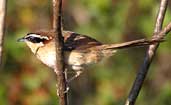 Collared Crescentchest, Chapada Diamantina, Bahia, Brazil, July 2002 - click for larger image