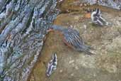 Torrent Duck family, Alto Bio-Bio, Chile, November 2005 - click for larger image